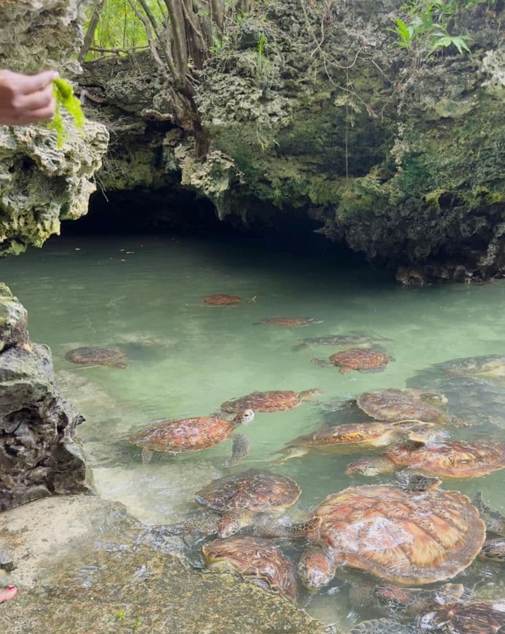 Baraka Sea Turtle Aquarium