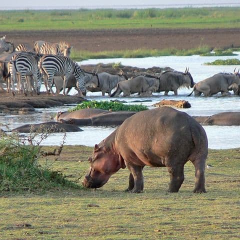 Selous (Nyerere National Park) Safari