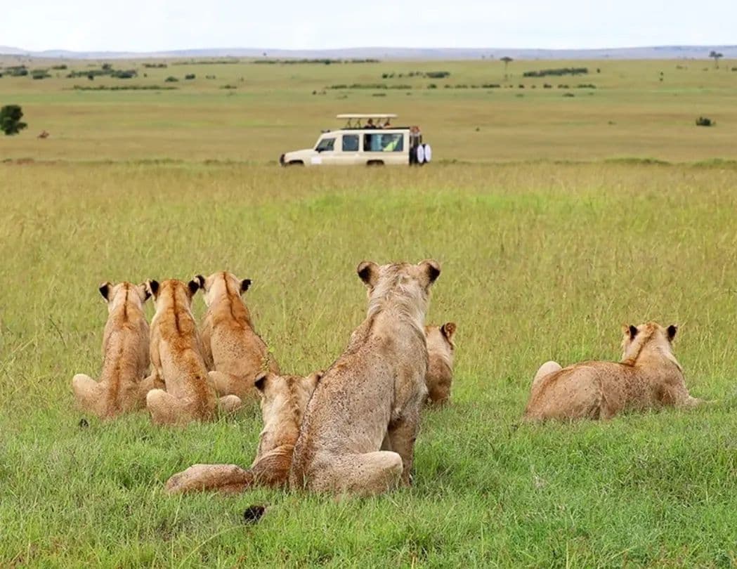 Serengeti National Park Big Five Safari