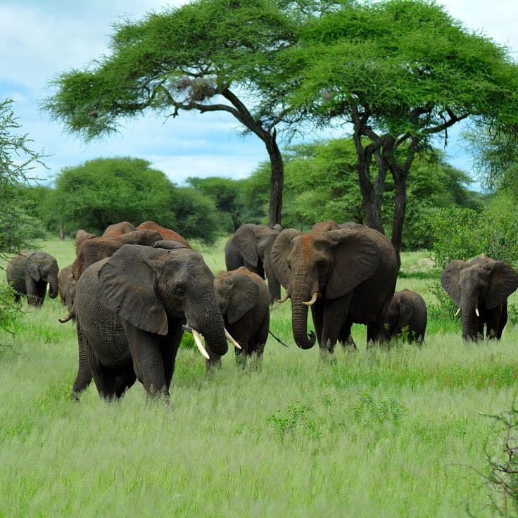 Tarangire National Park Elephant Safari